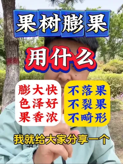 果树膨果用什么，膨大快、色泽好、果香浓，不落果、不裂果、不畸形？#果树施肥#果树种植#果园管理 #果树种植管理 #果树管理技术