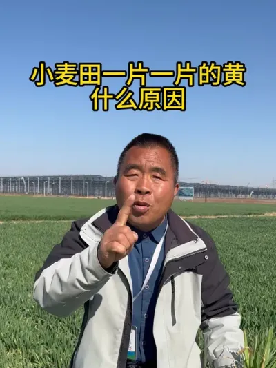 小麦田一片一片的黄什么原因 #服务三农支持三农 #三农种植 #抖音助农扶农 #新农人计划 #新农人创业