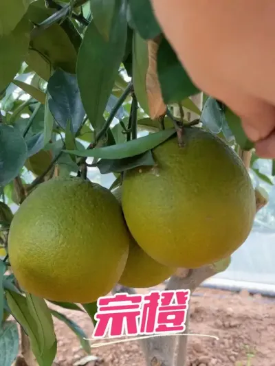宗橙嫁接第二年#新农人计划2024 #支持三农扶持三农发展 #抖音助农 #种植小技巧 #来抖音学农枝