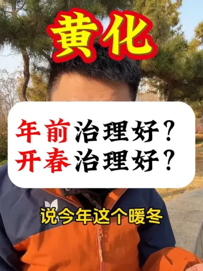 果树黄化现在治理好？还是明年开春治理好？#柑橘种植 #果树黄化 #果树管理 #果树种植 #黄化病的原因及防治方法