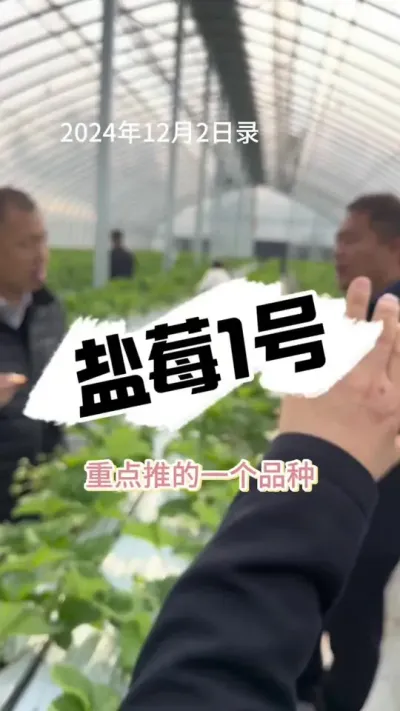 盐莓一号她来了 对，就是那个享受的品种，盐莓一号#草莓种植 #病虫害防治 #草莓园 #种草莓 #草莓新品种