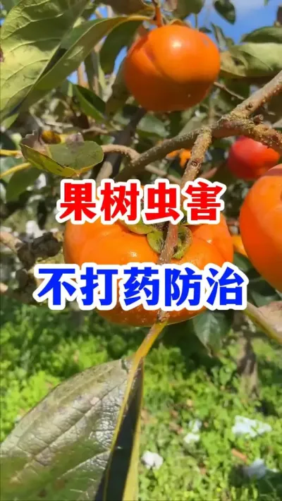 果树虫害，轻轻一撒就可以防治。 #果树种植 #种植小技巧   #果园管理 #果树病虫害防治   #农业种植