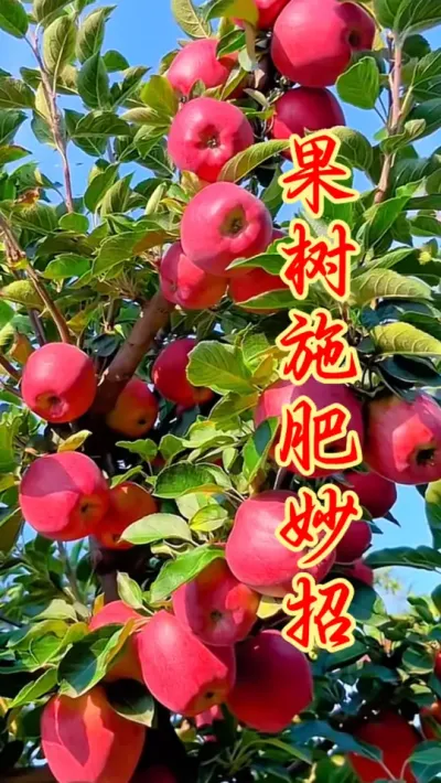 果树施肥管理口诀。 #果树种植  #果园管理 #果树施肥 #抖音助农  #农业种植