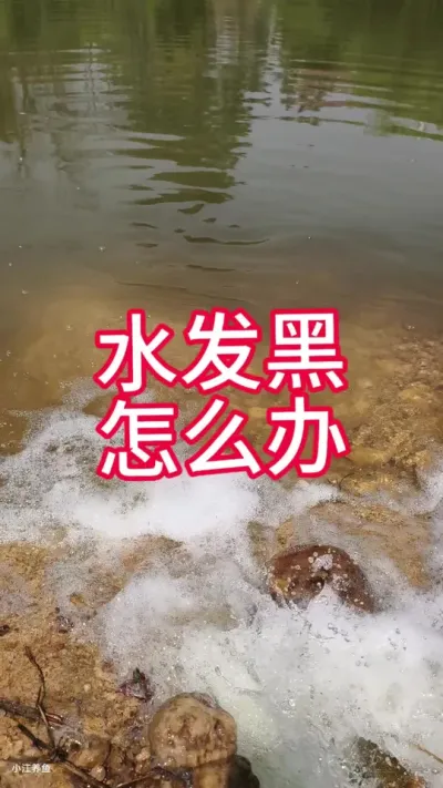 水发黑怎么处理#水产养殖 #调水