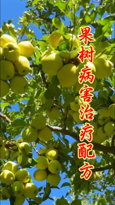 果树腐烂病轻松根治。 #果园管理 #果树腐烂病 #果树管理 #抖音助农   #农业种植