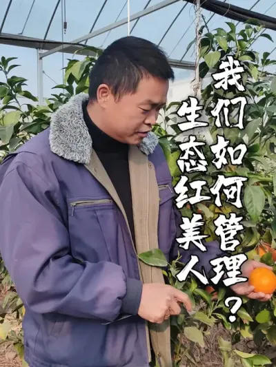 我们如何管理生态红美人？ 比起普通柑橘，生态红美人种植技术要求更高，比如禁用除草剂，改为林下养鸡；禁用复合肥，施肥以农家肥；如果花期和幼果期发现蓟马，就用放线菌抑制病虫害；不会为了更加单果重量，盲目用