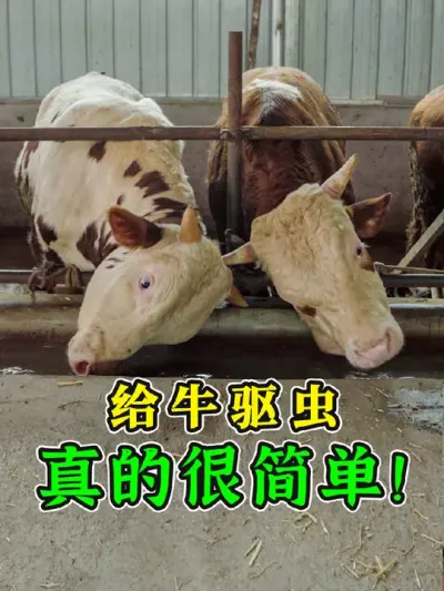 驱虫很简单，用虫灭就行！拌料喂牛简单方便，孕畜可用很安全， 还是大厂家生产，体内外寄生虫全驱干净！#牛驱虫 #阿苯达唑伊维菌素 #驱虫药推荐 #虫灭 #牛驱虫的正确方法