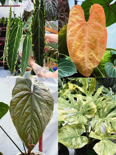 店休半日逛深圳热植展这次深圳也算轮上一回吧，很少能有这样的热植展能到深圳来，整体就还行，规模不大，该有的也都有，但我不买。
#深圳热植展[话题]# #热植[话题]# #深业上城[话题]#