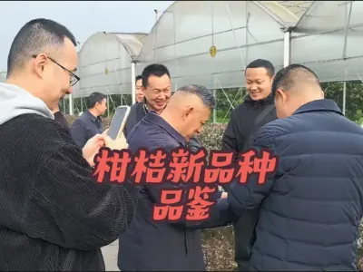 柑桔新品种品鉴 #李老师说柑桔 #柑桔专家大院 #柑桔品比园 #中国柑桔研究所