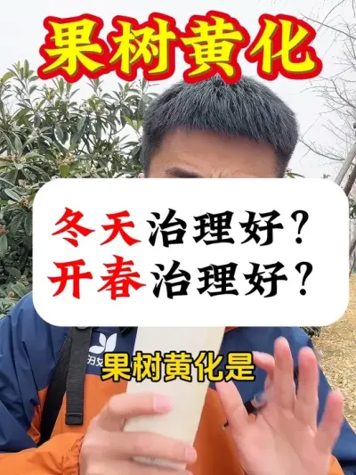 果树黄化，冬天治理好？还是开春治理好？#果树黄化 #果树种植 #果树管理 #果园管理 #柑橘种植