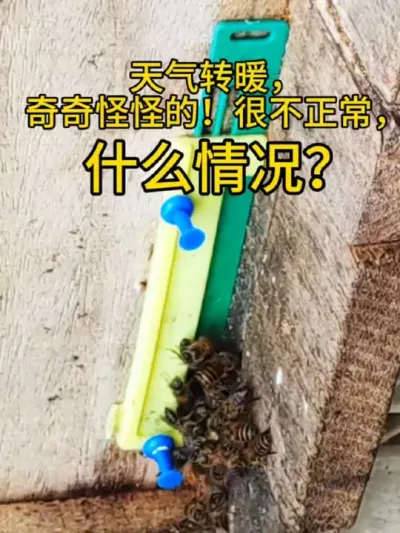 蜜蜂出什么异常？ #养蜂技术分享 #农村养蜂人 #养蜜蜂新手入门教程 #养殖蜜蜂的技术方法 #蜜蜂养殖技术