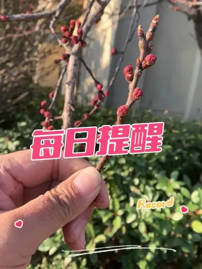 蚜虫来了 因为开花了，怎么办？#果树修剪 #病虫害防治