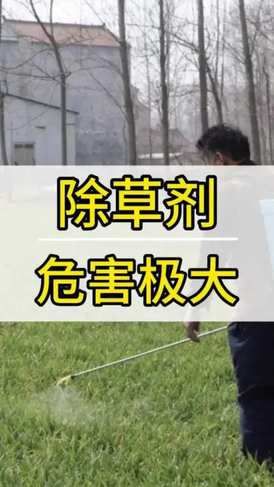 除草剂危害 除草剂能用吗 #葡萄种植技术 #新农人计划2022 #阳光玫瑰葡萄 #抖音助农 #三农