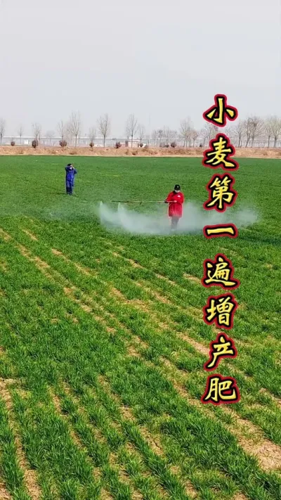 小麦返青第一遍肥 小麦用对肥，产量能翻倍。#小麦高产技术 #小麦增产 #小麦种植管理技术 #小麦增产增收叶面肥 #小麦管理