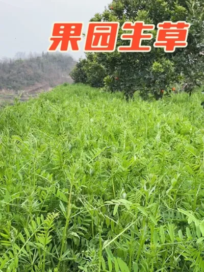 果园生草增加土壤有机质，改良生态，提高抗旱#新农人计划 #抖音助农 #种植小技巧 #三农 #乡村振兴dou行动
