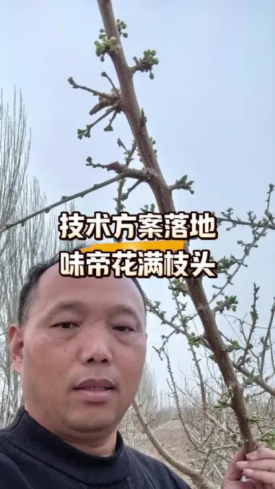 农业技术服务一定要落地，比如这味帝&hellip;&hellip;#农田行者#农田行者技术服务联盟#西梅种植#果树管理