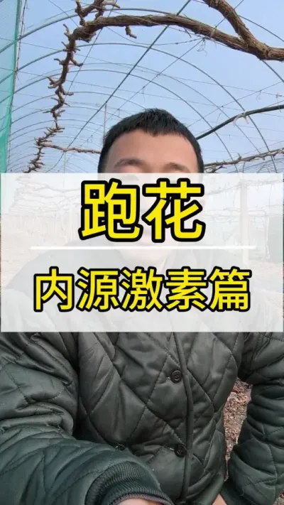 跑花 成花 内源激素篇 #葡萄种植技术 #新农人计划2022 #阳光玫瑰葡萄 #抖音助农 #三农