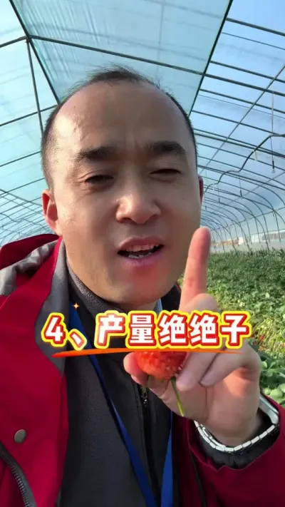 盐莓一号优点 盐莓一号优点也多多#盐莓一号 #草莓新品种 #草莓育苗#农业技术 #草莓苗