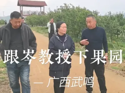 趁着第七届柑橘大会召开间隙，跟着植保专家、华南农业大学植保学院岑伊静副教授，来到广西武鸣一个数百亩面积的沃柑园，了解果园种植情况和病虫害防控情况。
#菜头农业说#柑橘种植 #武鸣沃柑 #第七届柑橘大会