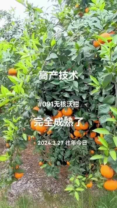 #091无核沃柑 已经完全成熟可以下单了  #李老师说柑桔