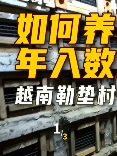 如何养毒蛇年入数百万美元 越南著名毒蛇村 勒垫村眼镜蛇养殖场 1/3  #三农  #养蛇  #养殖业 