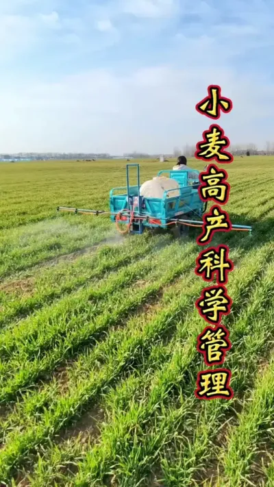 小麦管理时间 小麦科学管理，增产丰收多卖钱。#小麦高产技术 #小麦种植管理技术 #小麦增产增收 #小麦管理 #小麦增产