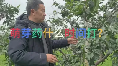 柑桔萌芽药好久打 #爱媛果冻橙 #春见𤆵𤆵柑#李老师说柑桔