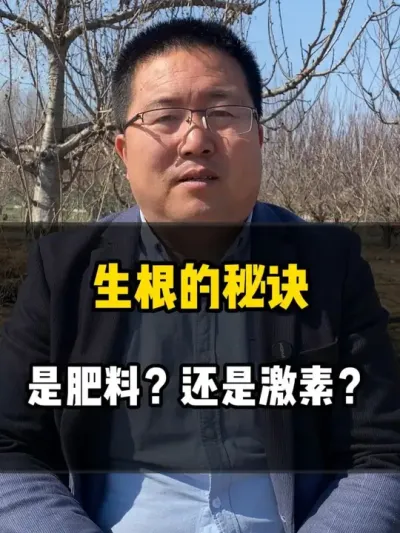 生根的秘诀，是肥料？还是激素？ #种植小技巧 #种植技术 #农业种植 #生根技巧 #生根壮苗