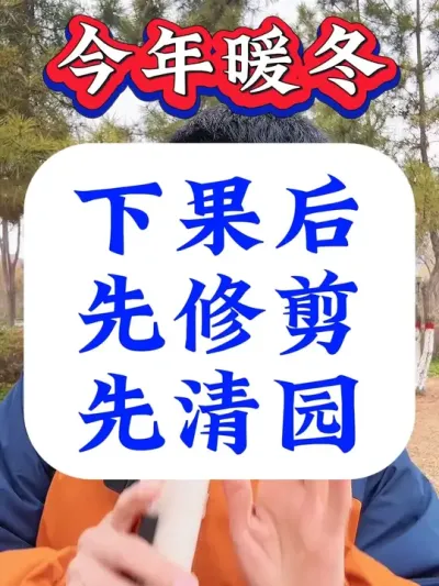下果后，到底是先修剪？还是先清园？#果树清园#病虫害防治 #果树种植 #果树管理 #柑橘种植