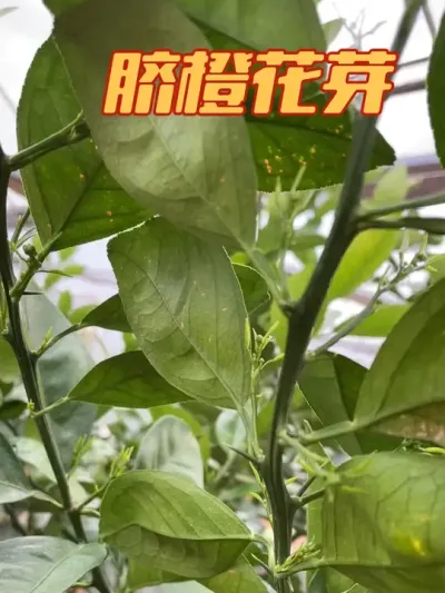 脐橙花芽#新农人计划2024 #抖音助农 #柑橘种植 #春暖花开的季节到了 #春暖花开的季节到了