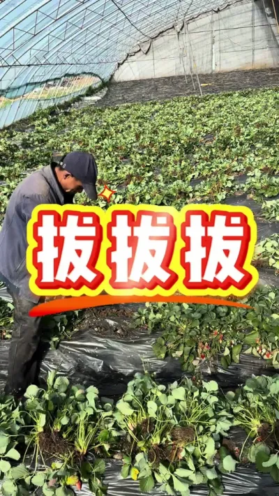 拔秧子 你家的啥时候拔，草莓结束了，期待新的开始#拔秧子 #草莓结束了 #农业技术 #草莓科普 #草莓育苗