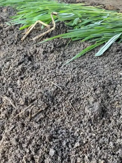 蚯蚓知时节，气温上升胃口大开，原料已吃成沙漠状，活力见涨 #蚯蚓养殖 #田园生活乐趣多 #养殖人加油 #农业种植致富项目