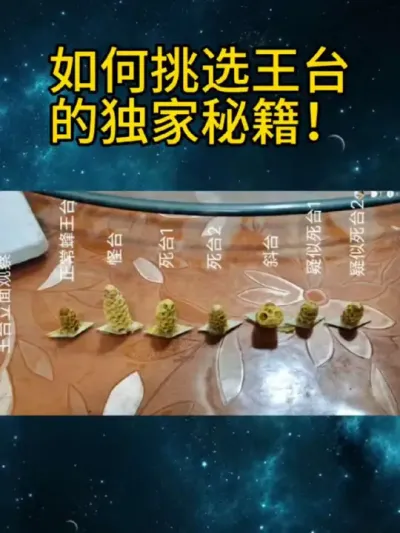 如何挑选王台的独家秘籍 #养蜂人挑选王台 #养蜂技术分享 #养蜂人日记 #养蜂生活 #农村养蜂人