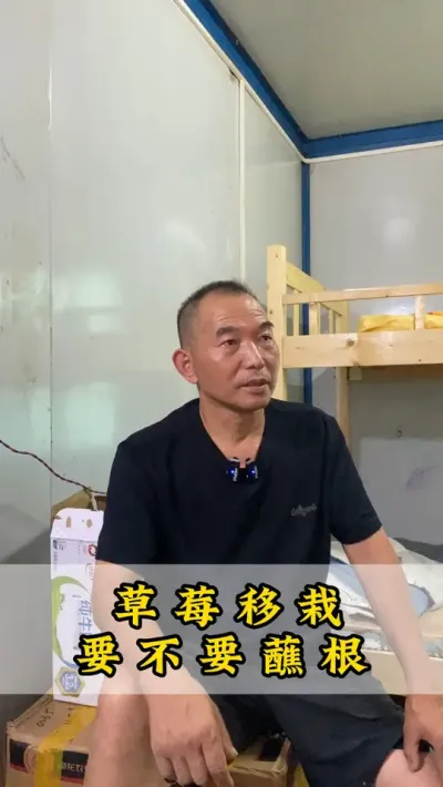 草莓定植的时候需不需要蘸根吗？什么时候蘸最好？#草莓 #农业知识 #草莓种植 #草莓苗