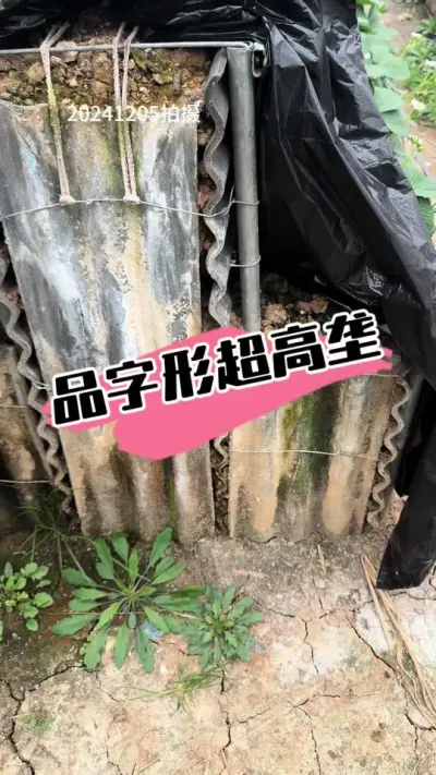 超高垄，品字形 品字形超高垄栽培，新模式，值得推广#草莓种植 #三农种植 #草莓 #农业技术 #种草莓