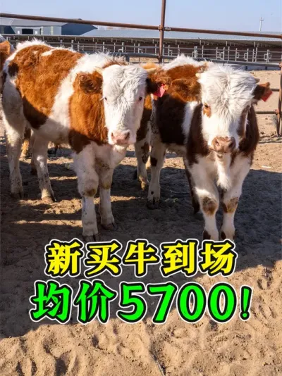 内蒙牛到场！这些牛个个腿粗屁股大，涨到1400斤肯定没问题！ #养牛人 #牛价 #肉牛养殖  #养牛技术 #西门塔尔