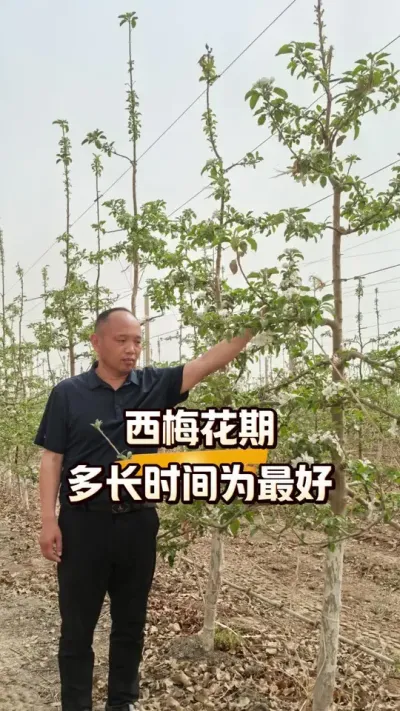 法兰西西梅花期多长时间为最好#西梅种植#果树花期#农田行者 #农田行者技术服务联盟#农业技术推广