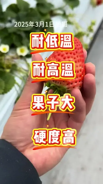 盐莓一号的秘密 发现一个盐莓一号牛逼的㊙️#盐莓一号 #草莓新品种 #草莓育苗 #草莓种植 #三农种植