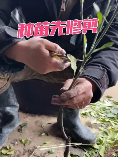 种苗前先修剪#新农人计划2025 #抖音助农 #种树 #栽苗 #种苗培育