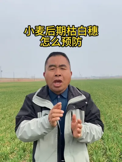 小麦后期枯白穗怎么预防 #小麦 #小麦枯白穗 #小麦种植 #三农 #服务三农