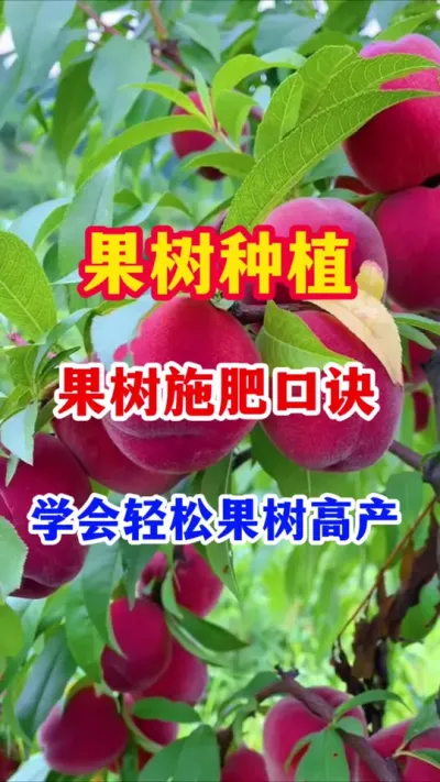 果树施肥口诀。 # #分享果树种植管理技术 #抖音助农   #果树种植   #果园管理   #果树施肥