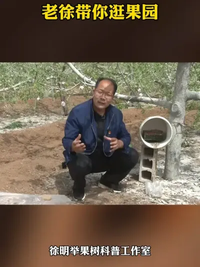苹果壁蜂授粉技术 坐住果，是王道，你了解如何应用壁蜂吗#授粉 #果园管理