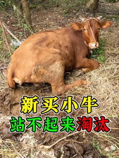 新买小牛遭淘汰！买回家趴了5天，怎么都拉不起来，农户只能放弃 #农村养牛 #养牛技术 #养牛知识 #科学养牛 #黄牛