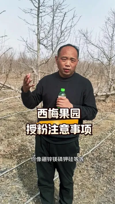 西梅园人工授粉注意事项#西梅种植#人工授粉#果园管理#农田行者#农田行者技术服务联盟