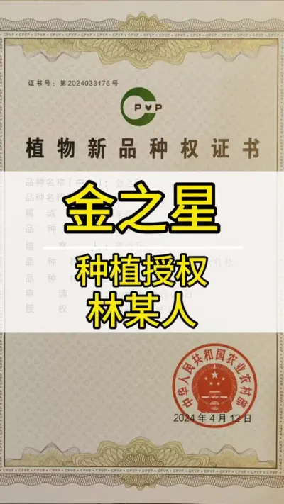 金之星林某人授权种植管理 #葡萄种植技术 #新农人计划2022 #阳光玫瑰葡萄 #抖音助农 #三农