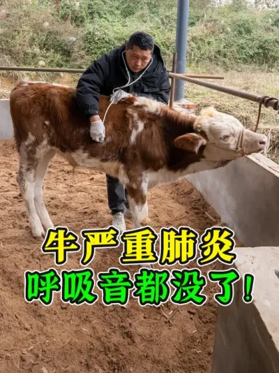 肺都烂了！牛生病拖了10多天，养殖户才喊我来看，牛已经没救！ #牛肺炎 #农村养牛 #牛病防治 #养牛知识 #养牛技术