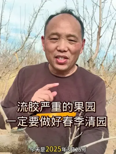 流胶严重的果园一定要做好春季清园工作#春季清园 #果园管理#农田行者 #农田行者技术服务联盟