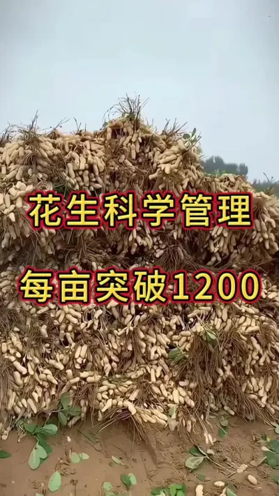 花生高产 花生科学管理，每亩超过1200不再是梦。#花生种植 #花生高产 #花生种植管理技术 #花生高产配方 #花生