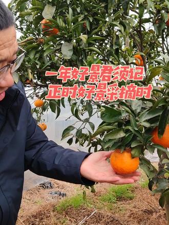 好景采摘时 一年好景君须记,最是橙黄橘绿时#好景一号 欢迎大家来采摘#李永安说柑桔