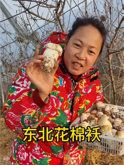 第一年带着疑虑毛竹林下种植，出了没多少，第二年准备大面积种，结果经验不足，还是没有产量，第三年寻求专家帮助大产，可腿受伤没法直播卖货，根据前几年的经验总结，今年低温出菇，品质不错，口感也相当好，应该算